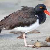 American Oystercatcher